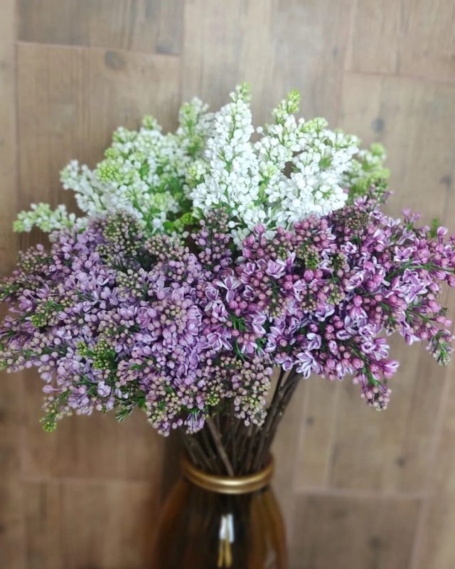 No hay nada más agradable y fresco que el aroma de las lilas! 
Pasate por nuestra tienda taller y lo compruebas! 
Buenos días familia! 
#lilas 
#flowers #flores #floristeriamalaga #floristeria