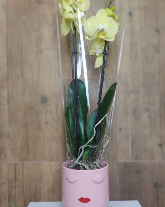 Estás orquídeas con su macetero nos encantan y a tiii!! 
#flowers #flores #floristeriamalaga #lunes